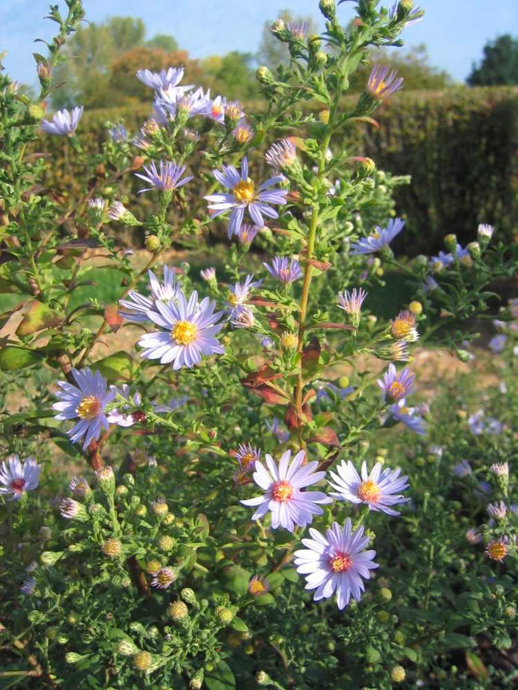 Aster shortii (Shorts Aster)